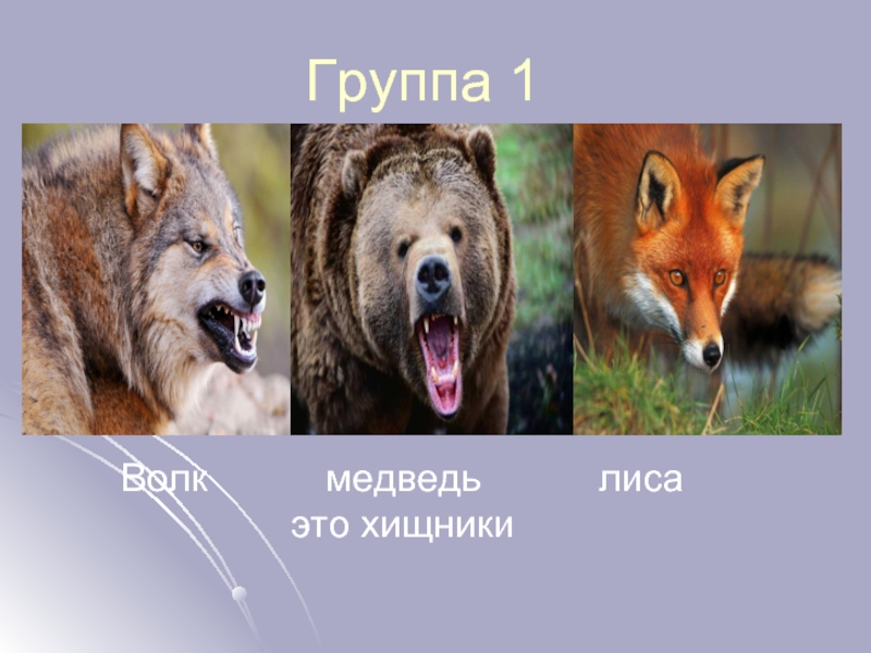 Картинка волк лиса медведь. Лиса, волк и медведь. Волки и медведи. Медведь и лиса. Хищники лиса волк медведь.