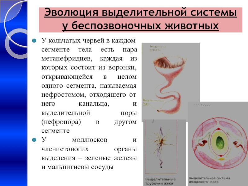 Эволюция выделительной системы презентация