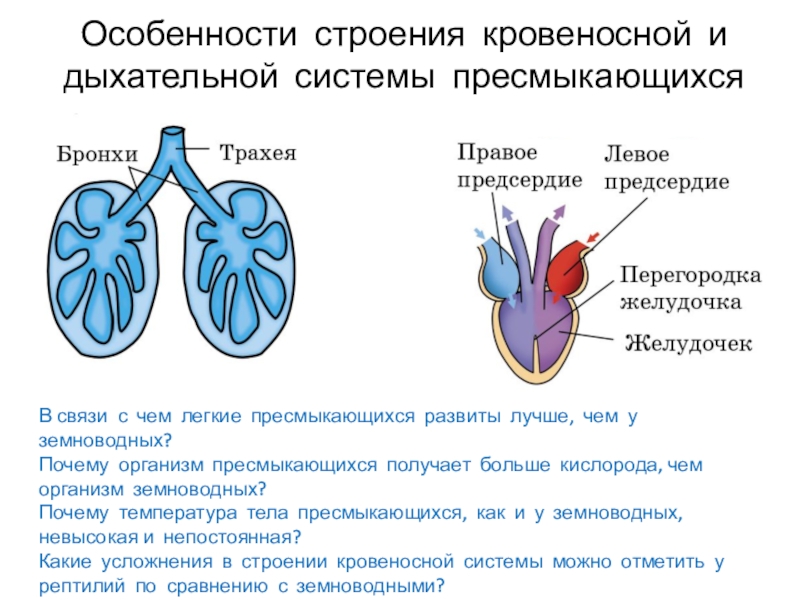 Дыхательная система пресмыкающихся схема