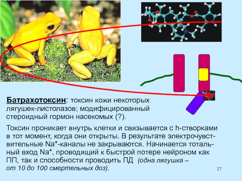 Токсины животного происхождения. Яд батрахотоксин. Батрахотоксин лягушка. Батрахотоксин механизм. Батрахотоксин механизм действия.