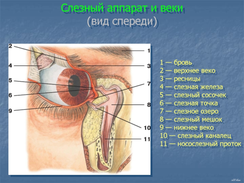 Слезная железа находится. Слёзная железа анатомия. Анатомия глаза слезный мешок. Слезный мешок топография. Слезная железа и слезный мешок.