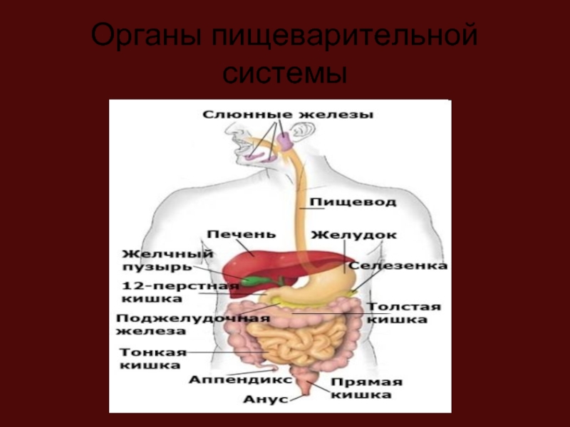 Пищеварительная система человека презентация 11 класс