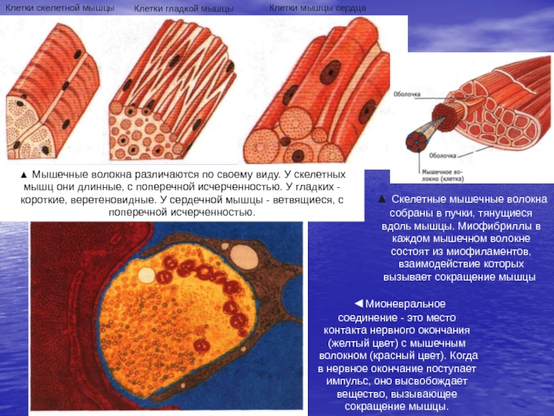 Мышечная клетка. Клетки скелетной мышечной ткани. Клеточное строение скелетной мышцы. Клетка скелетной мышцы. Клетки гладкой мускулатуры.