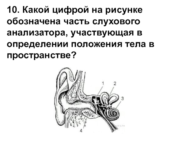 Какой цифрой на рисунке обозначена проводниковая часть слуховой сенсорной системы