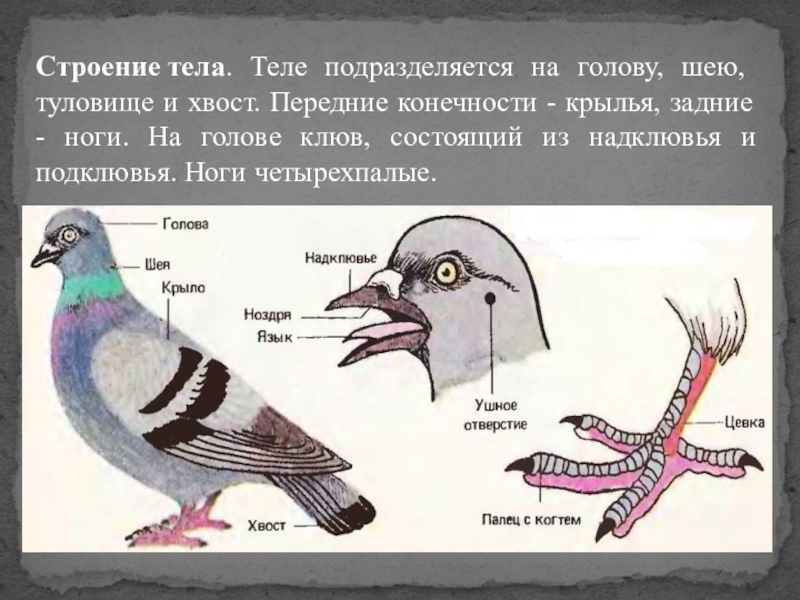 Осмотрите голову птицы обратите внимание. Внешнее строение конечностей голубя. Строение клюв птиц и ног. Строение клюва голубя. Отделы тела птиц.