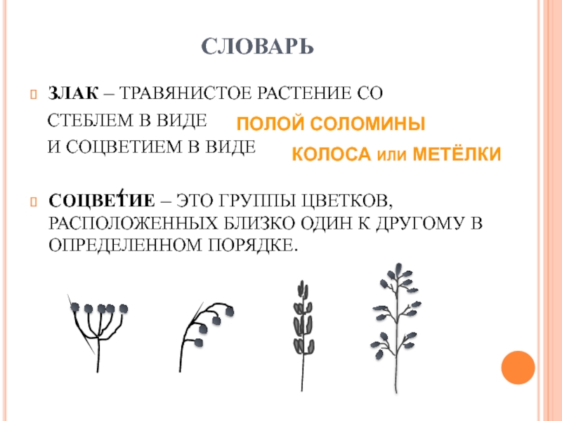 Соцветия это группы цветков расположенных. Соцветия метелка или Колос. Основные типы соцветий у злаковых трав. Какой Тип стебля называют Соломиной.