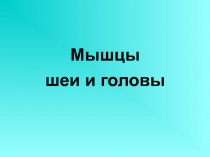 Мышцы
шеи и головы