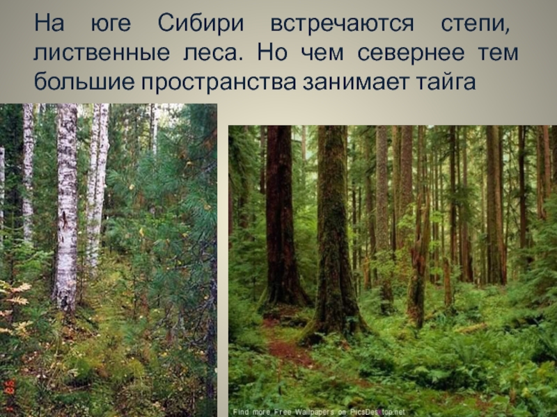 Природное сообщество тайга. Сибирская Тайга презентация. Северо Восточная Сибирь лиственные леса. Большие пространства тайги заняты.