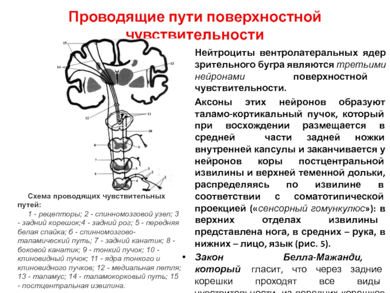 Путь поверхностной чувствительности схема