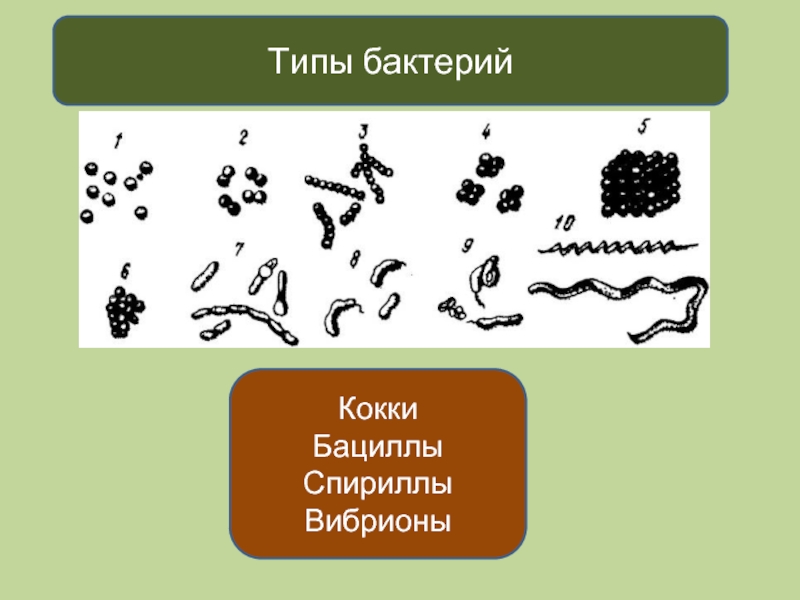 Проект виды бактерий