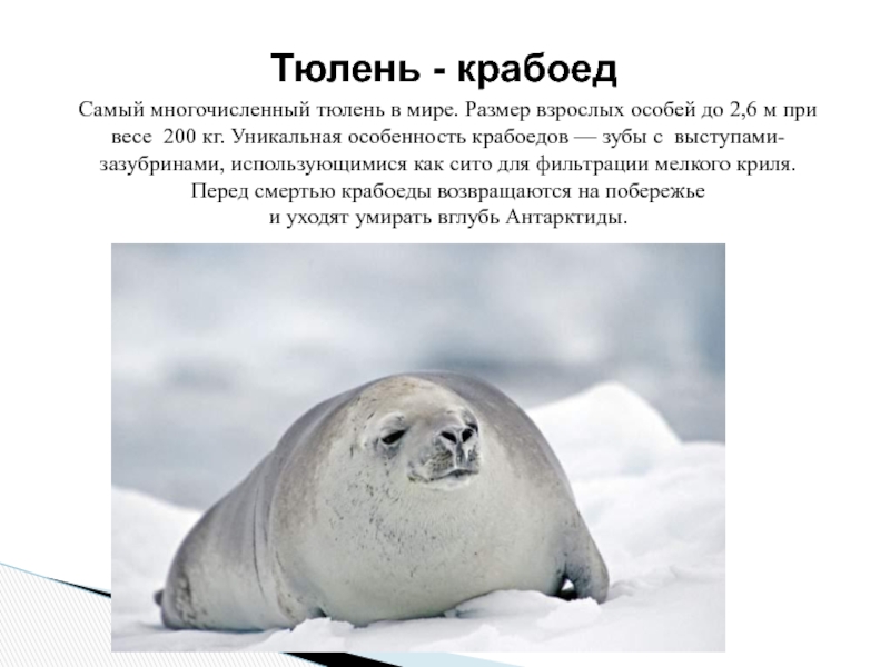 Сообщение о животных антарктиды. Тюлень-крабоед. Тюлень крабоед краткое описание. Крабоед в Антарктиде. Интересные факты о тюленях.