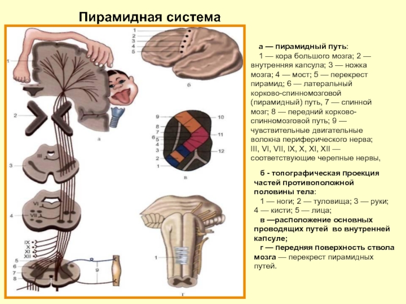 Пирамидная система презентация