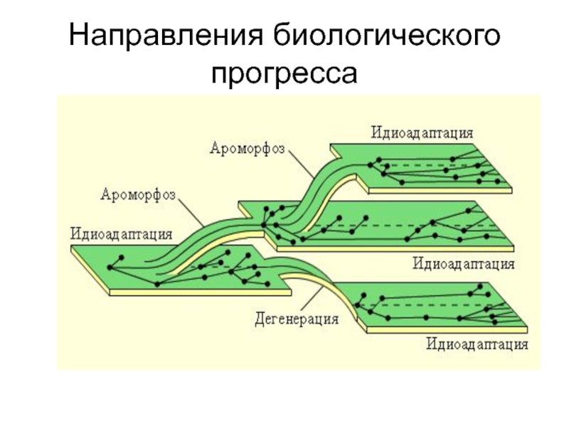 Пути достижения биологического прогресса рисунок