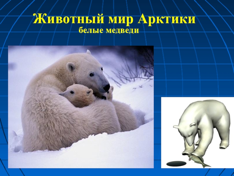 В какой природной зоне встречается медведь. Животный мир Арктики. Животный мир Арктики презентация. Белый медведь слайд. Презентация белый медведь для дошкольников.