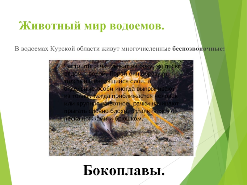 Животный мир водоемов.В водоемах Курской области живут многочисленные беспозвоночные:Бокоплавы. Часто эти рачки лежат на боку, на песке