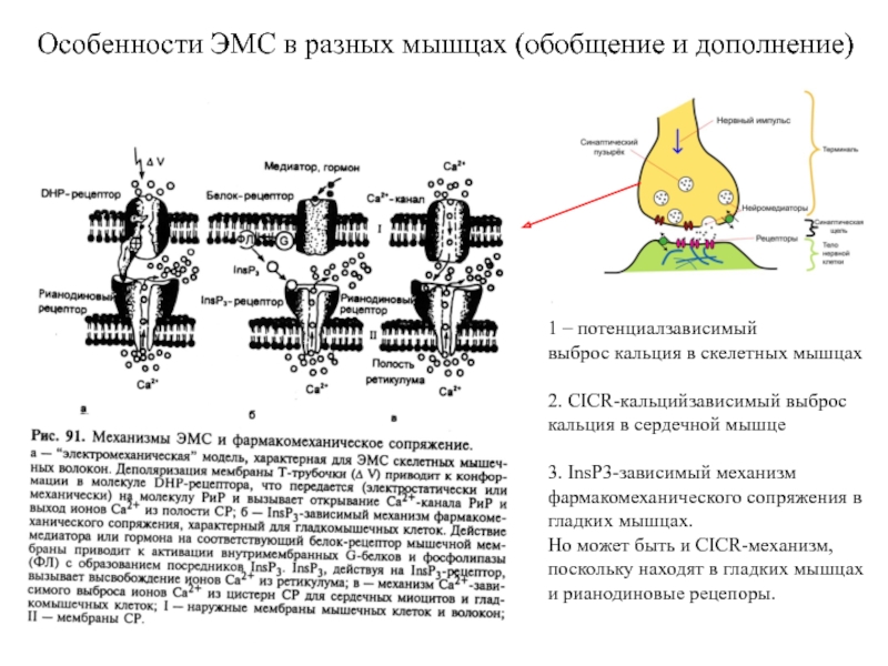 Запустите механизм. Источники кальция в скелетных мышцах. Фармакомеханического сопряжения в гладких мышцах.. Фармакомеханическое сопряжение. Депонирование кальция в мышцах.