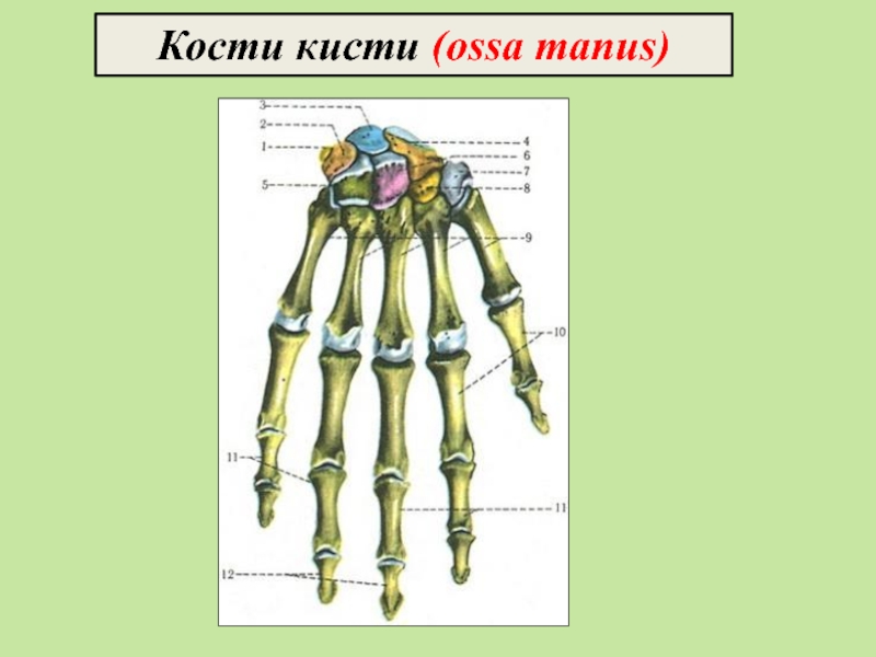 Кости н. Кости кисти (ossa Manus).. Кости запястья (ossa Carpi). Ossa Manus анатомия. Скелетная система кисть.