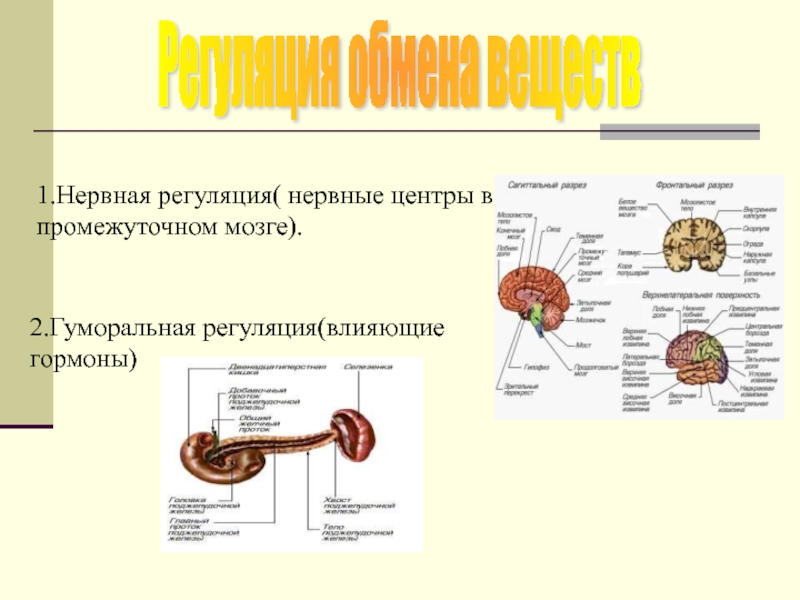 Чем работа эндокринной системы в плане осуществления процессов регуляции отличается от нервной