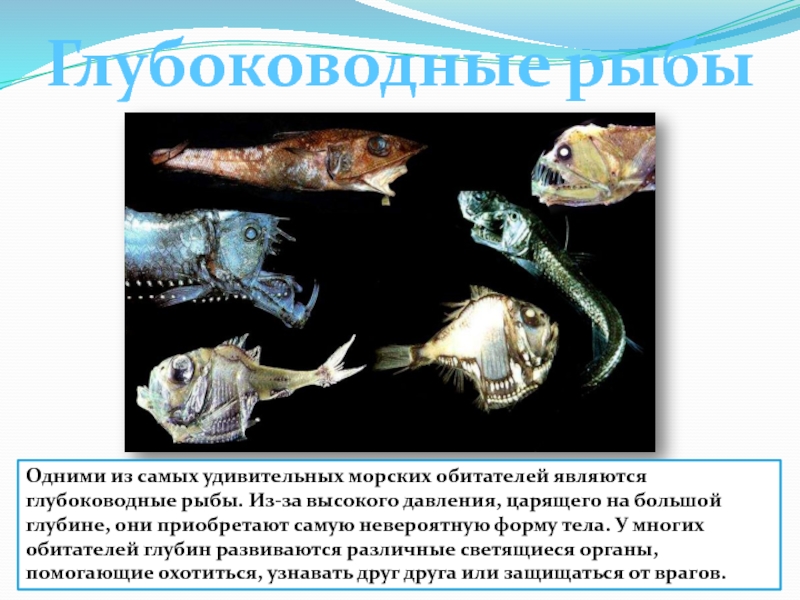 Для жизни на больших глубинах. Глубоководные рыбы. Сообщение о глубоководных рыбах. Интересные факты о глубоководных обитателях. Обитатели глубин.