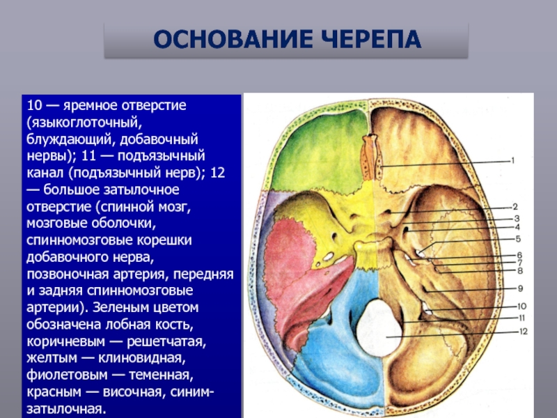 В полости черепа расположен. Яремное отверстие Черепные Черепные нервы. Яремное отверстие основания черепа. Черепно мозговые нервы из яремного отверстия. Канал подъязычного нерва на основании черепа.