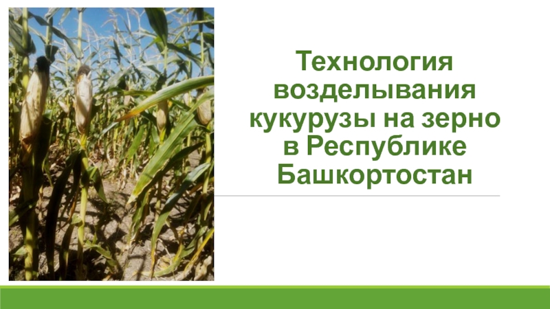 Технология возделывания кукурузы на зерно в Республике Башкортостан