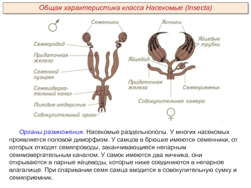 Органы размножения. Насекомые раздельнополы. У многих насекомых проявляется половой диморфизм. У самцов в брюшке имеются семенники, от