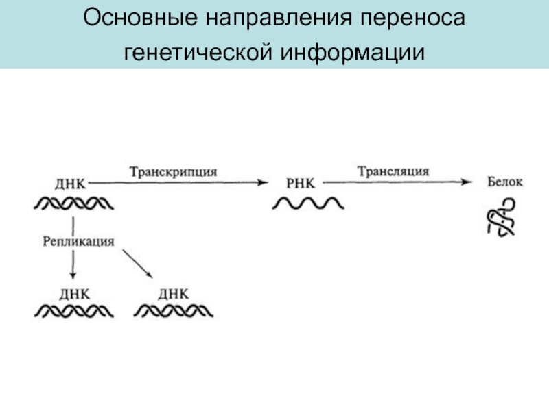 Реализация наследственной информации в клетке осуществляется по схеме