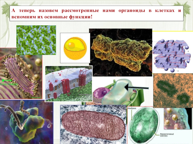 Органоиды клетки и их картинки