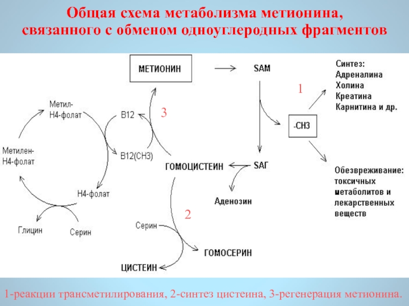 Схема обмена аминокислот