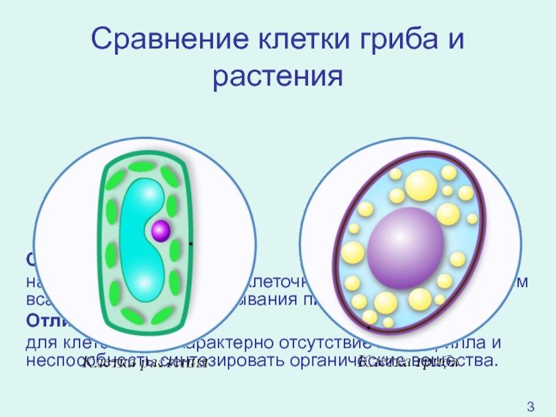 Питание клетки гриба. Строение клетки гриба. Вакуоли в клетках грибов. Строение грибной клетки.