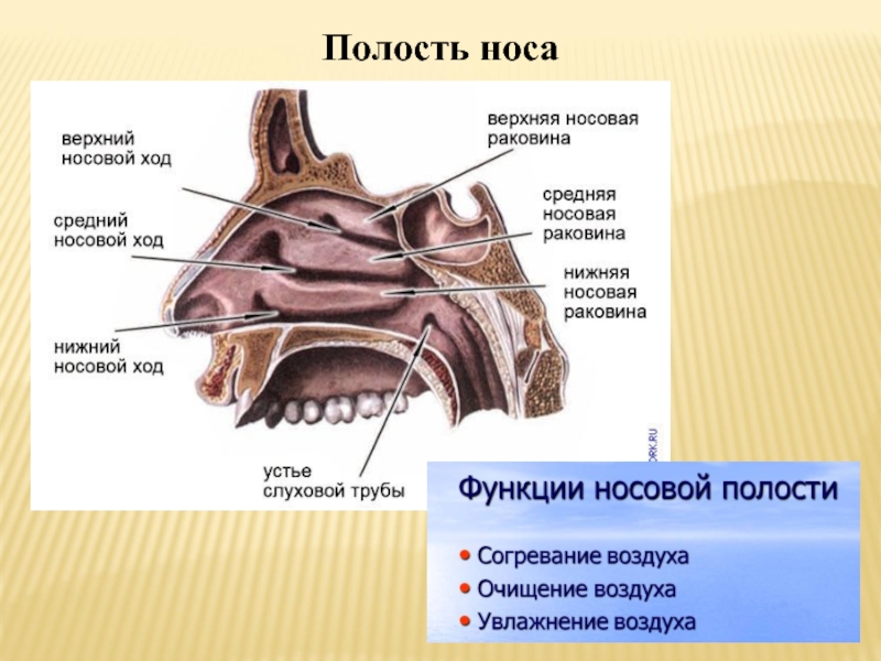 Нос строение. Носовая полость строение анатомия. Анатомия носовой полости человека строение и функции. Наружный нос носовая полость строение. Носовая полость строение хоаны.