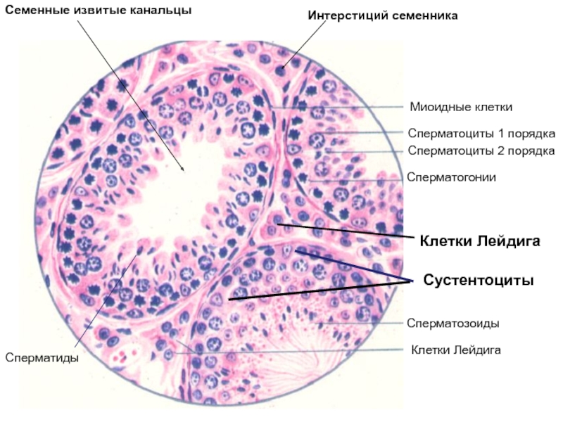 Рисунок семенника гистология