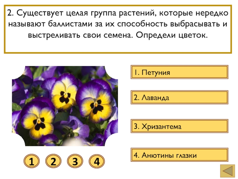 3 группа цветов. Определи группы цветов. *. Потому что цветок группа. Из чего состоят цветков Анютины глазки описание и схема строения. Текст песни Анютины глазки.