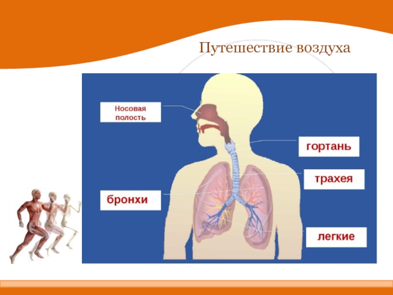 Человек дыхание человека 3 класс 8 вид презентация