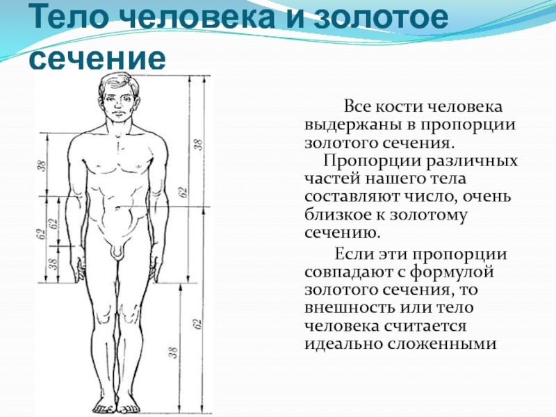 Тело округлое в сечении. Идеальные пропорции тела золотое сечение. Пропорции тела человека золотое сечение. Золотые пропорции тела человека. Золотое сечение в пропорциях человека.