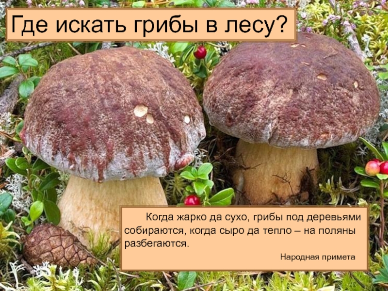 Как найти грибы. Где искать грибы. Где найти грибы в лесу. Как искать грибы. Нашла гриб.