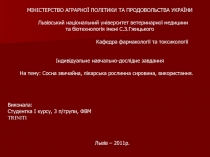 Сосна звичайна 