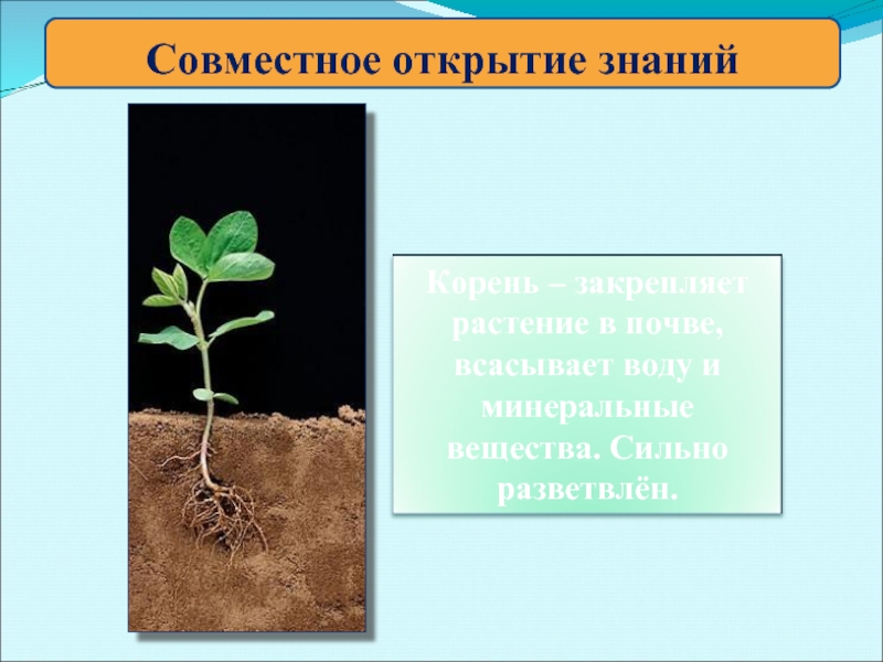 Растения производители органического вещества. Минеральные вещества в почве. Помимо воды корень всасывает из почвы. Закрепляет растение в почве. Растения производители.