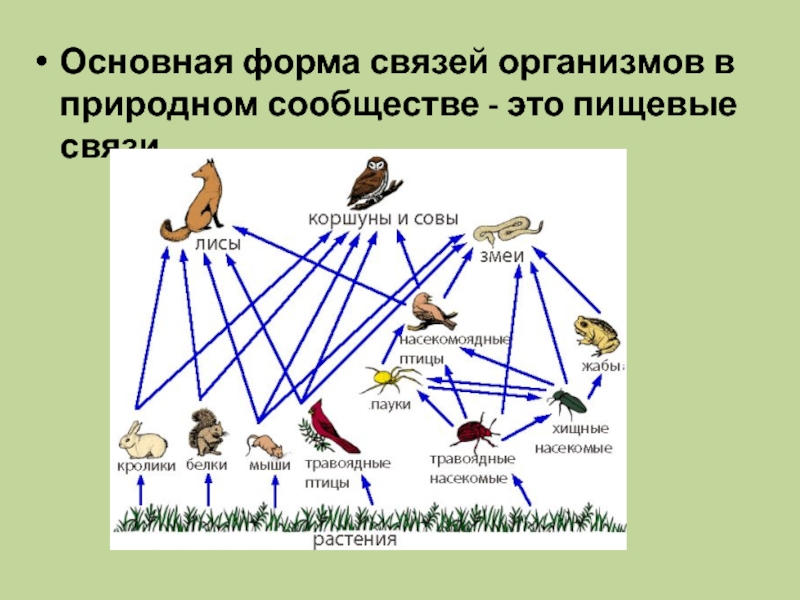 160 рассмотрите рисунок номерами обозначены организмы образующие пищевую сеть