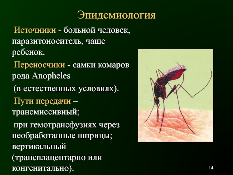 Комары переносчики заболеваний. Малярийный комар переносчик. Комар анофелес переносчик. Пути передачи малярии.