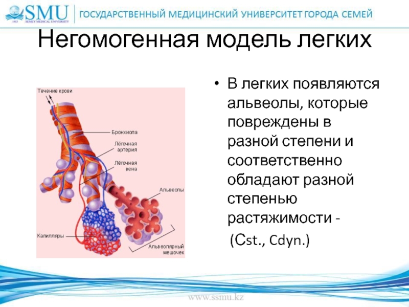 Стенка альвеол верно все кроме