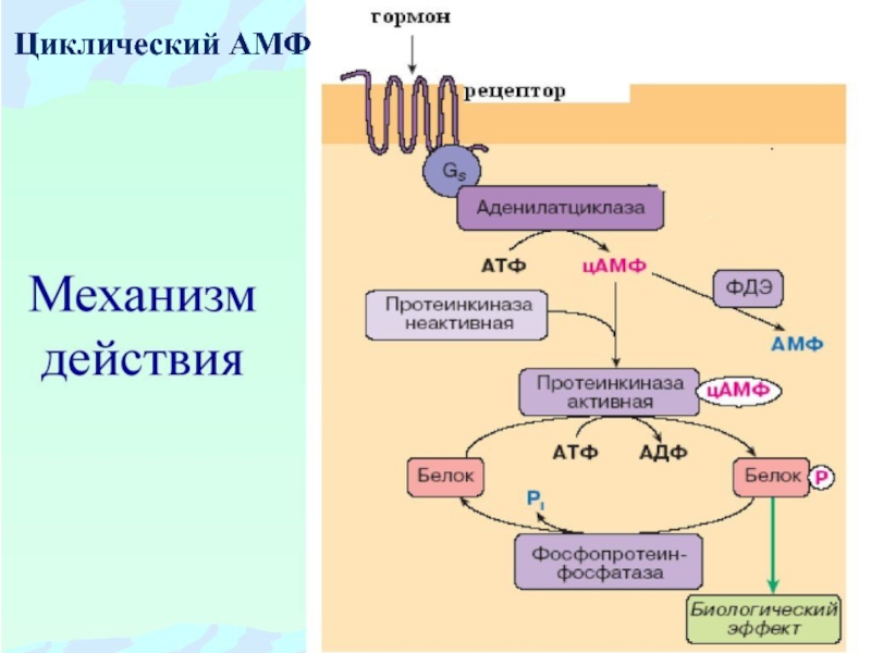 Механизм гормонов. Механизм действия кортизола биохимия схема. Механизм ЦАМФ. Са-сам-зависимая протеинкиназа. Механизм действия механизм действия.