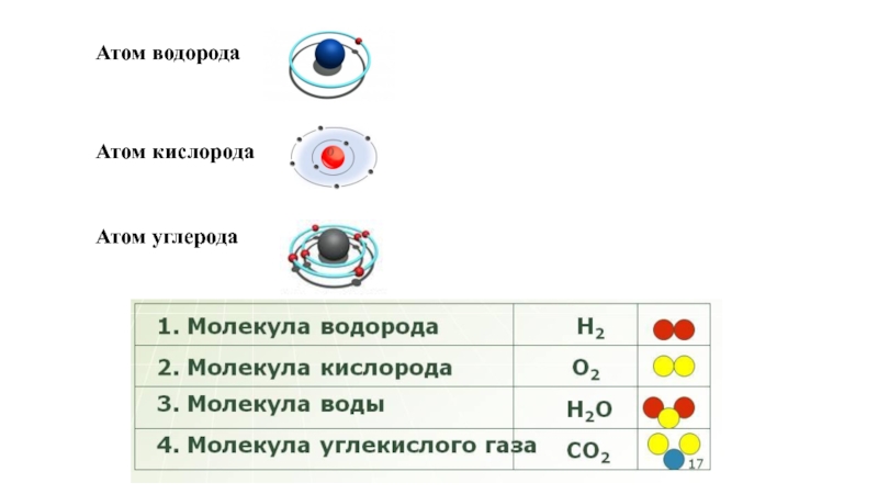 Атом водорода и атом кислорода.