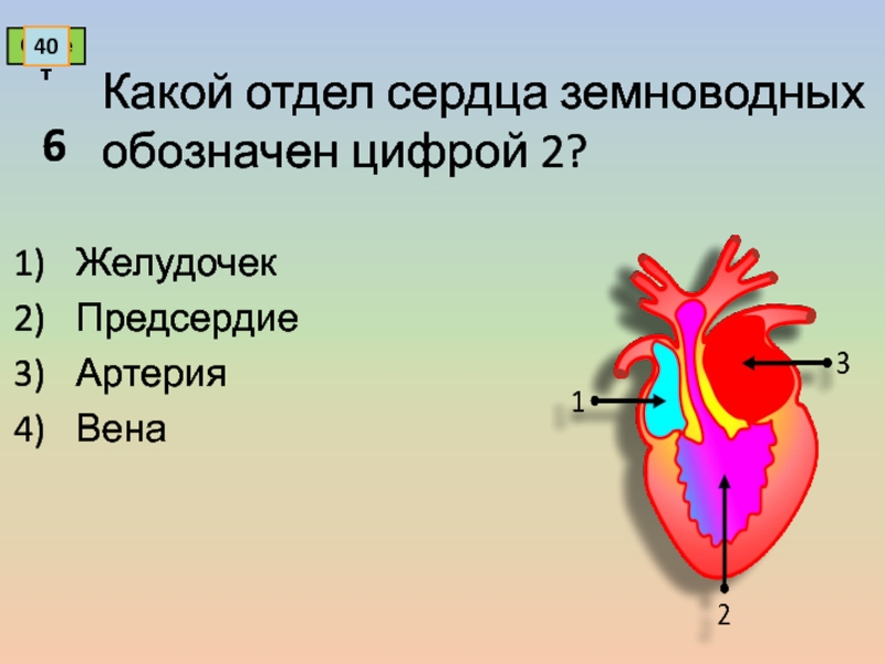 Характеристика сердца земноводных