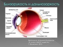 Близорукость и дальнозоркость