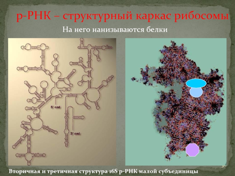 Нуклеиновые кислоты рибосом. Вторичная структура р РНК. Третичная структура РРНК. 16s РНК третичная структура. 16 S РНК.