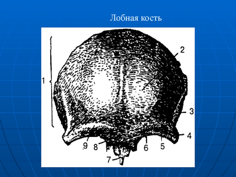 Лобная кость. Лобная кость слепое отверстие. Скелет головы лобная кость. Лобный бугорок лобной кости. Лобная вырезка лобной кости.