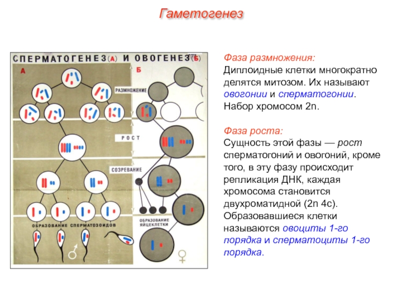 Какие стадии гаметогенеза обозначены на рисунке буквами а б и в какой набор хромосом имеют