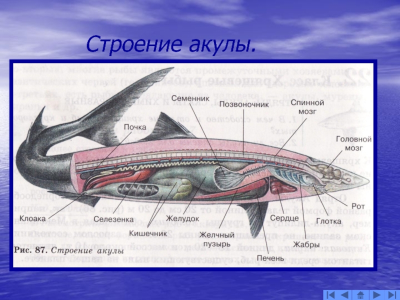 Внутреннее строение акулы рисунок с подписями