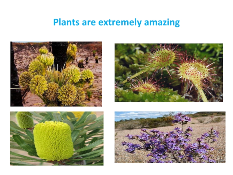 Plants are extremely amazing